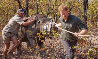 Prince Harry's Africa conservation charity is under fire