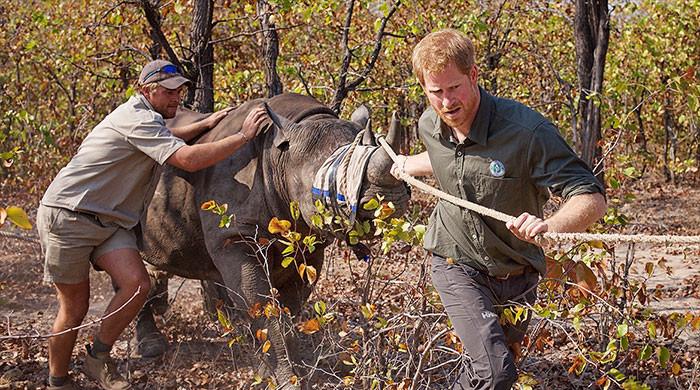 Prince Harry's Africa conservation charity is under fire