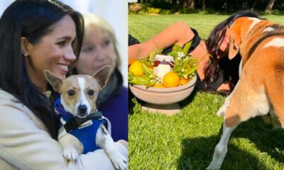 Meghan Markle, Prince Harry's rescue dog makes surprise appearance in new photos; Meghan Markle's Mamma Mia seen touching her pal Abigail Spencer in new pictures