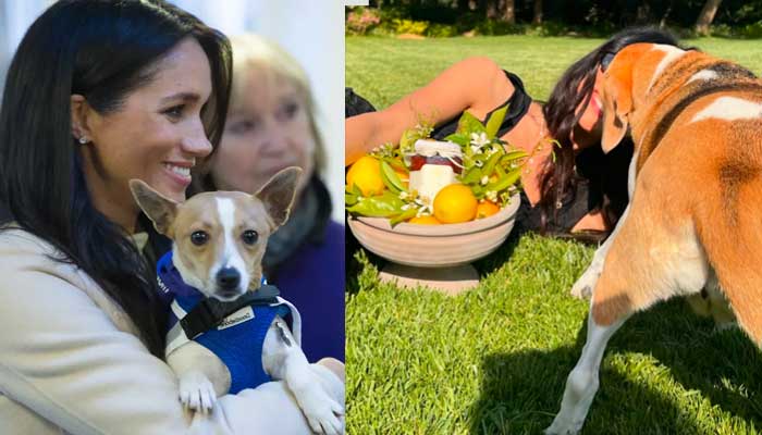 Meghan Markle, Prince Harry's rescue dog makes surprise appearance in new photos; Meghan Markle's Mamma Mia seen touching her pal Abigail Spencer in new pictures